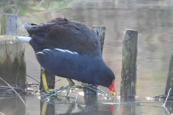 Vroege vogels rond de Cranenwyer