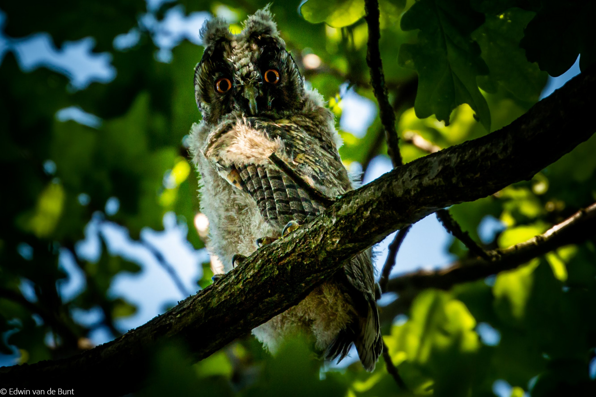 Basiscursus vogels herkennen