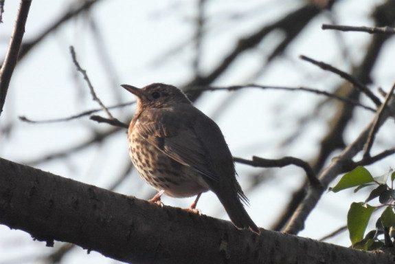 Vogels in het Rimburgerbos