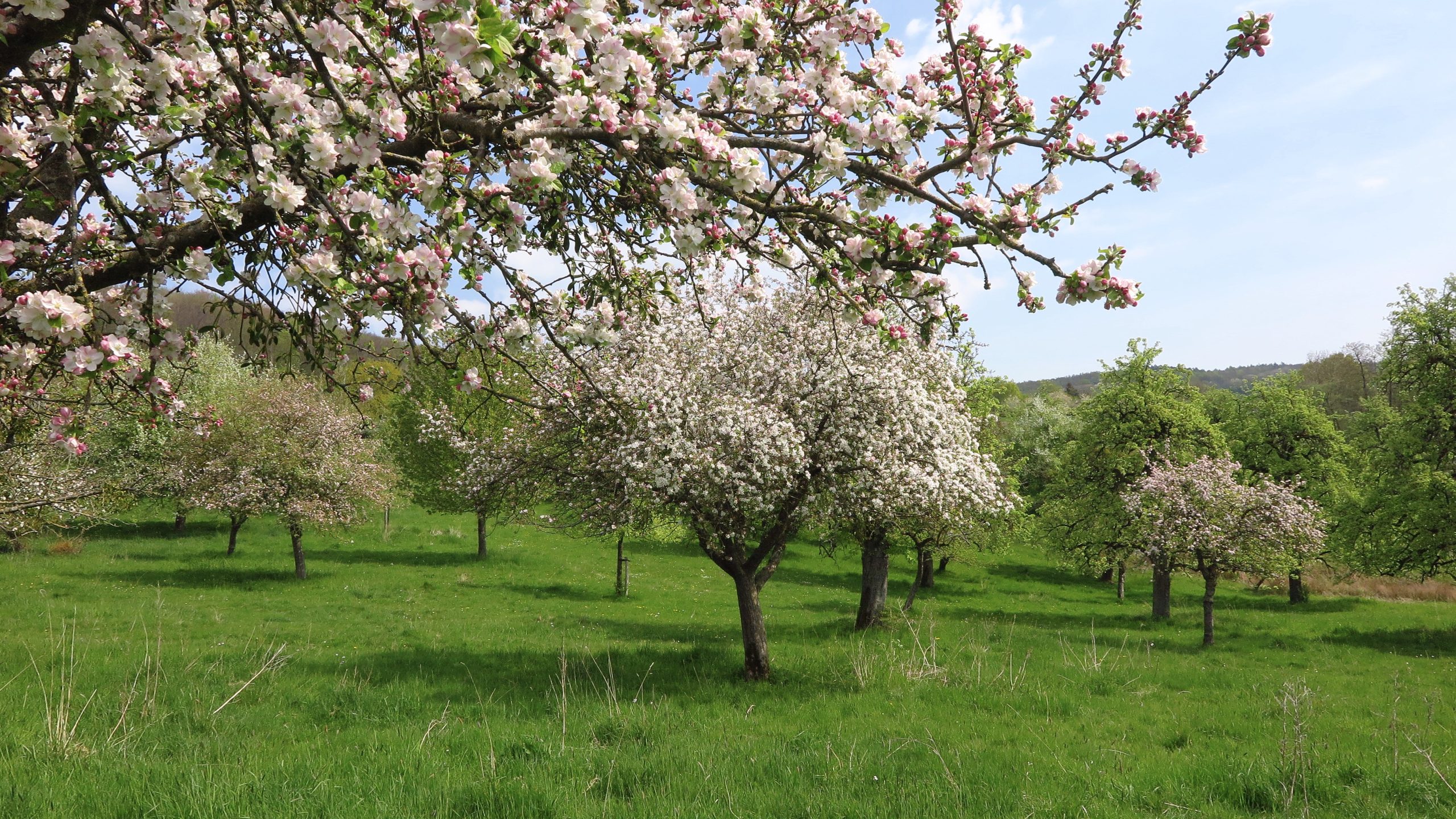 Bloeiende appelboomgaard in groene weide onder heldere blauwe lucht.