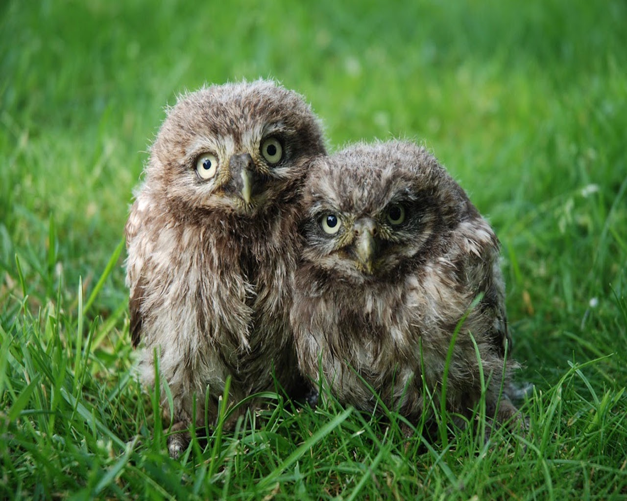Twee jonge uilen zitten samen op gras; ze kijken nieuwsgierig rond.