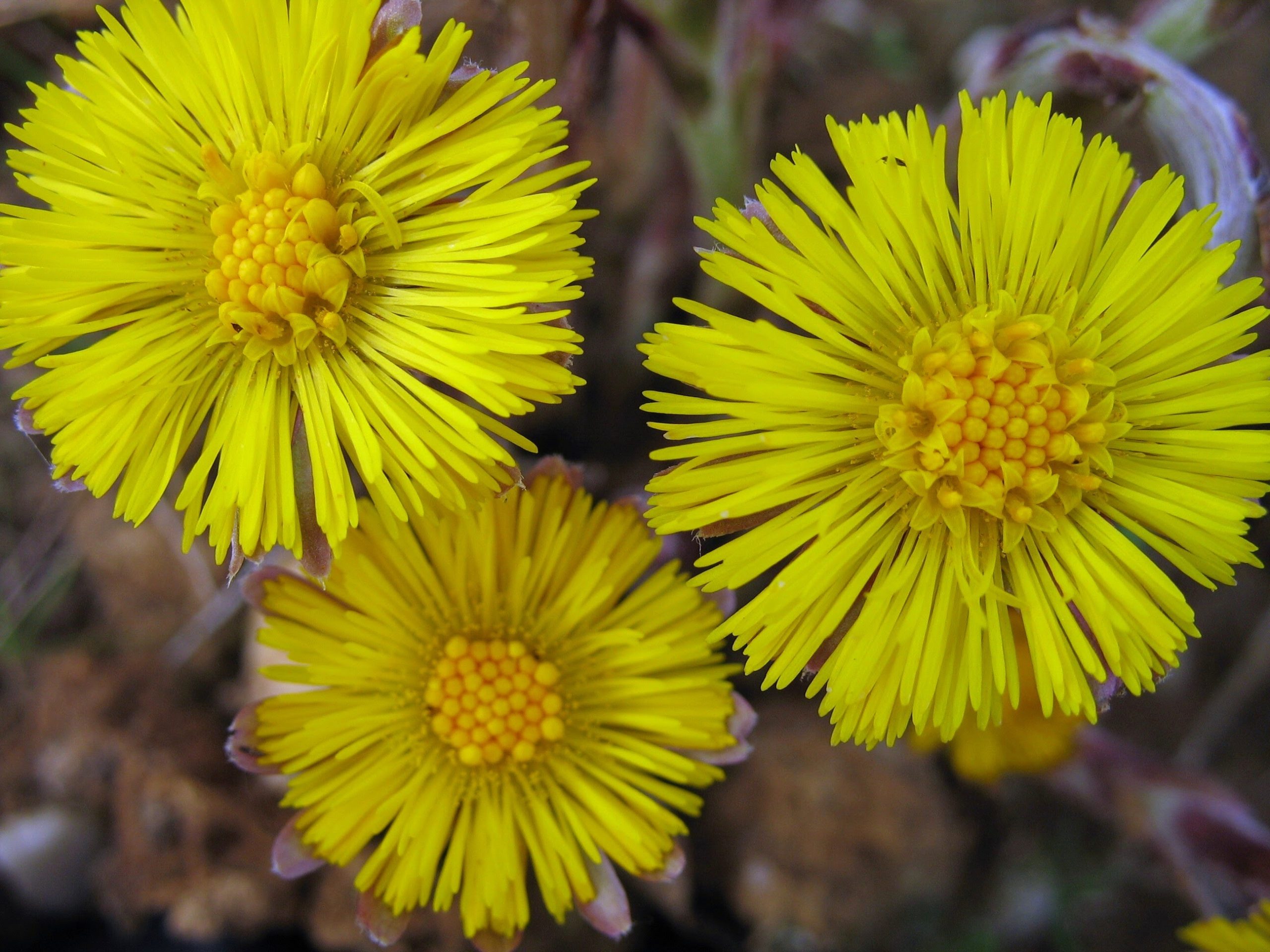 Drie gele bloemen met fijn gestructureerde bloemblaadjes en een gedetailleerd centrum.