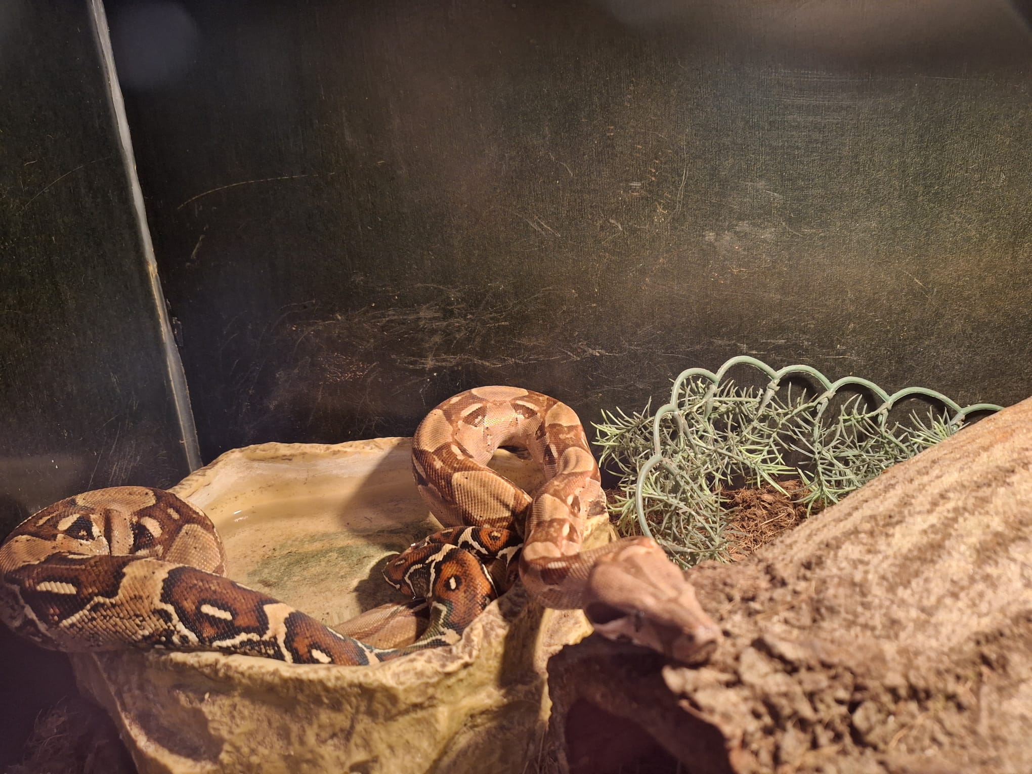 Bruine slang kronkelt in terrarium op steen naast groen struikje en boomschors.