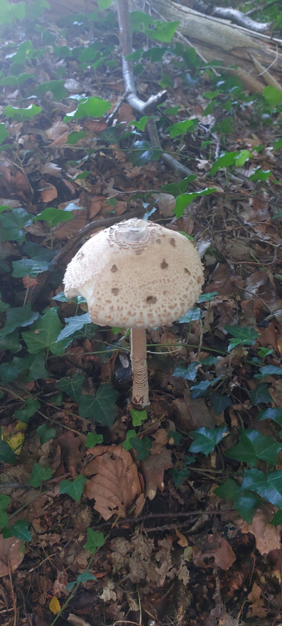 Grote paddenstoel met bruine stippen groeit tussen dorre bladeren en groen klimop in het bos.