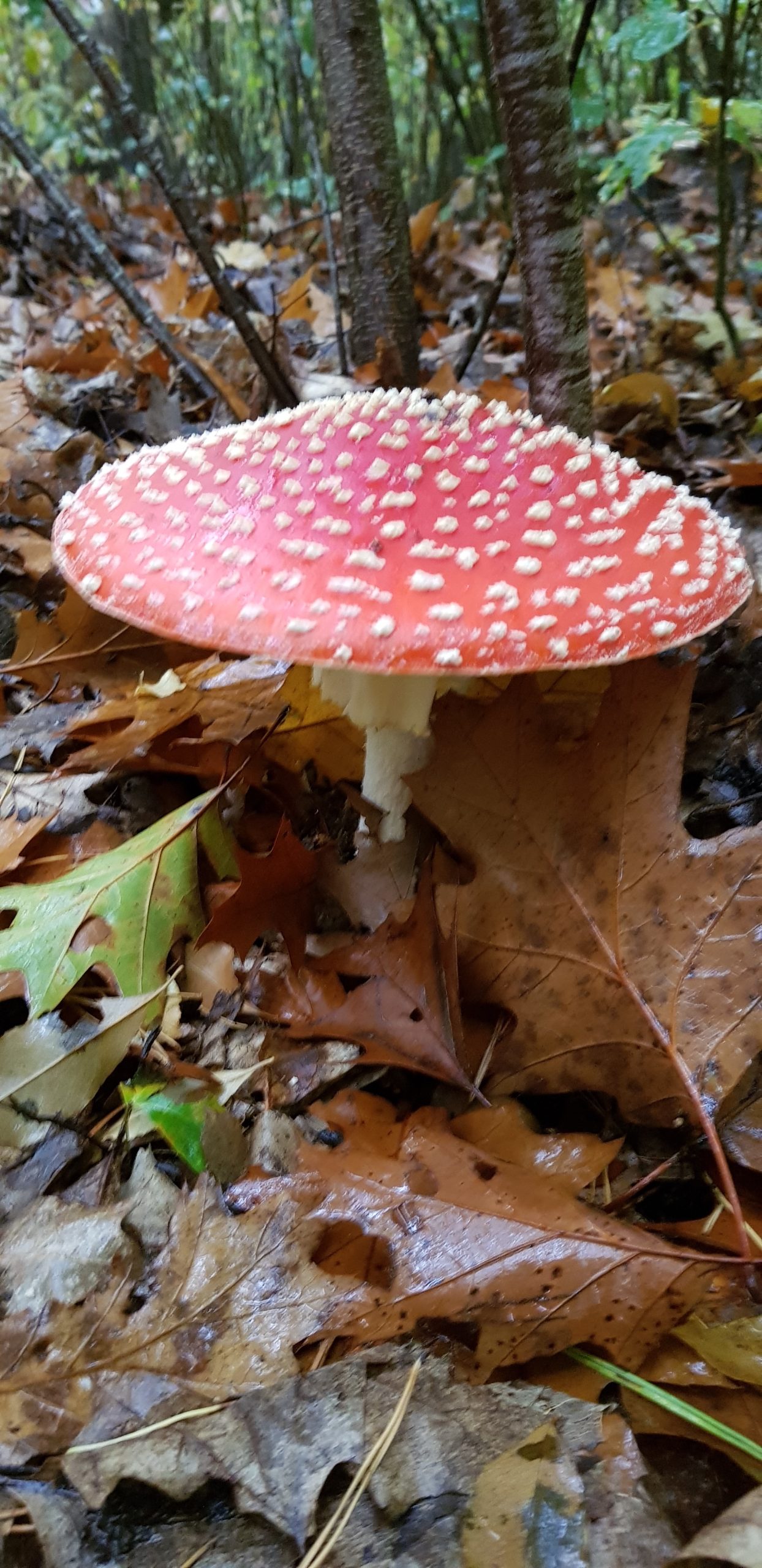 Rode paddenstoel met witte stippen in een bosrijke omgeving tussen herfstbladeren.