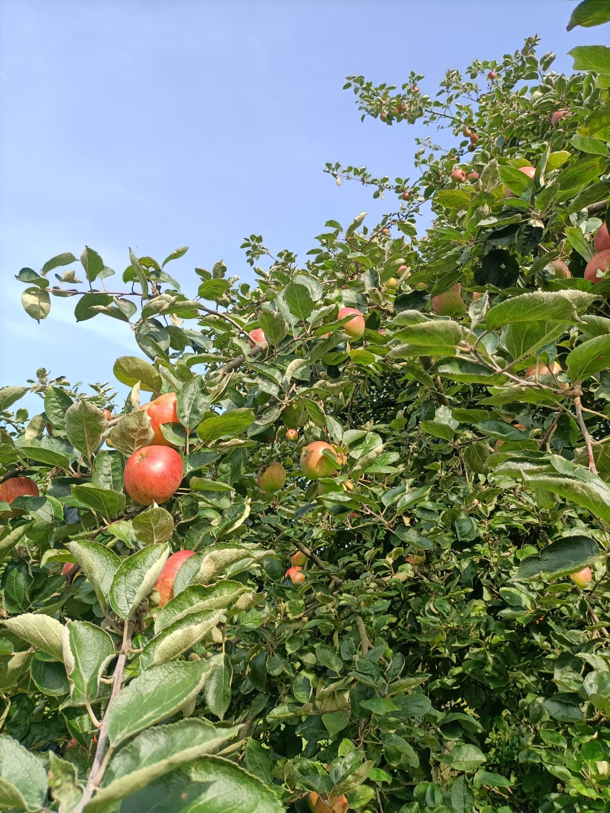 Boom met groene bladeren en rode appels tegen een blauwe lucht.