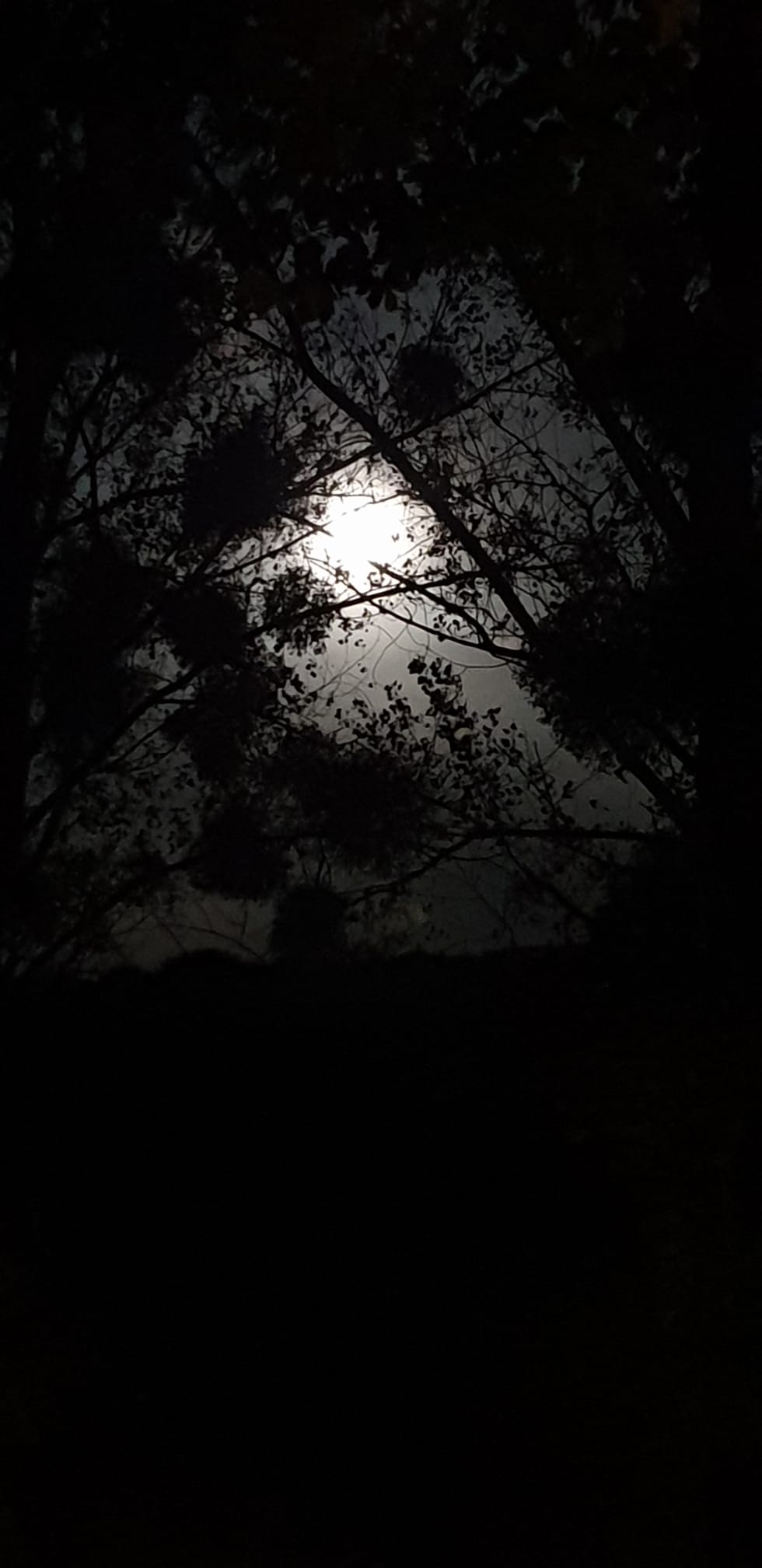 De maan schijnt helder door dichte boomtakken in een nachtelijke hemel.