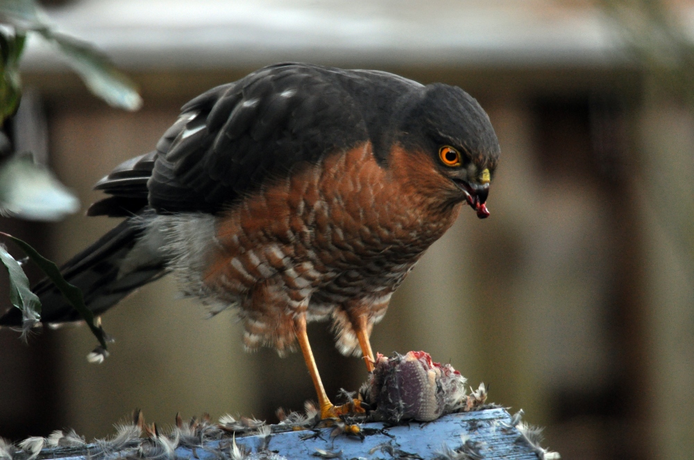 Havik voedt zich met prooi op een tak.