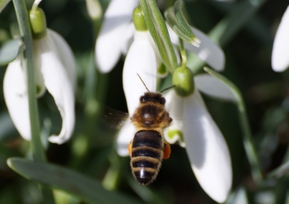 Een bij vliegt naar witte sneeuwklokjes in bloei.
