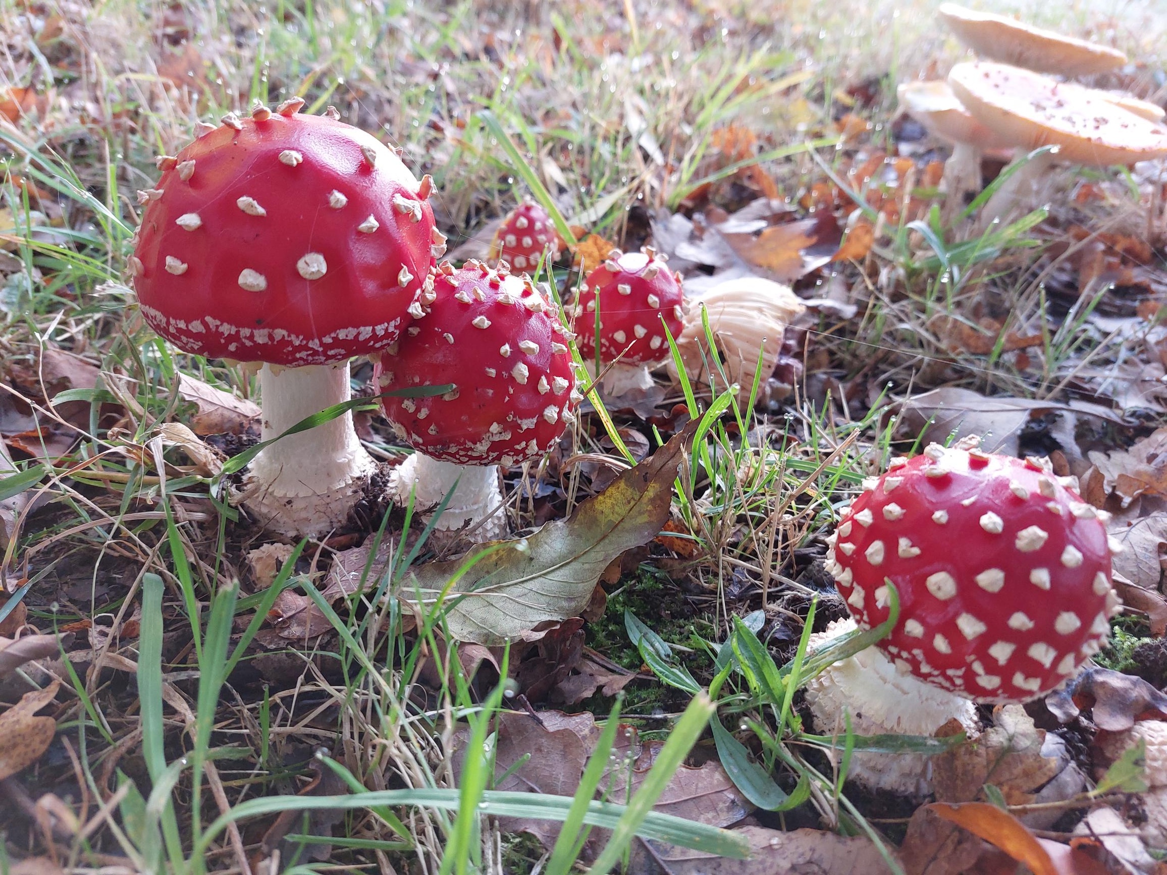 Rode vliegenzwammen met witte stippen in een grasrijke omgeving met bladeren.