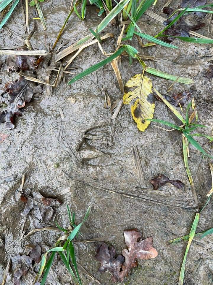 Modderige grond met groene en gele bladeren, gras en voetstappen.