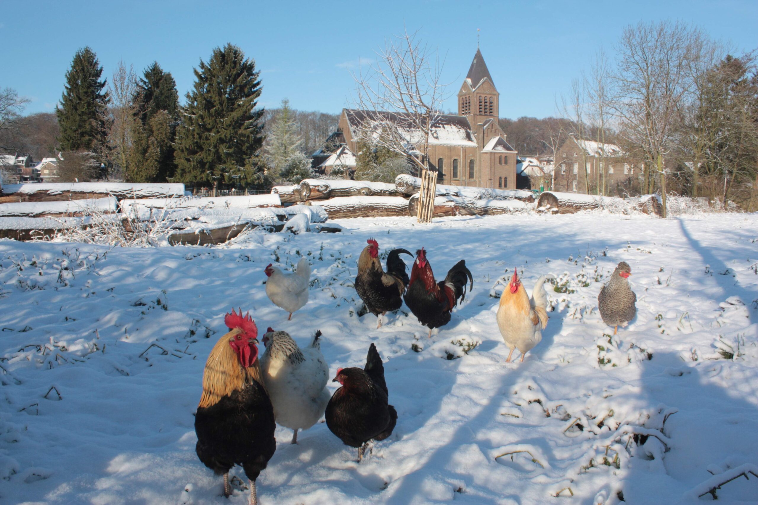 Kippen in de sneeuw met op de achtergrond een kerk en huizen.