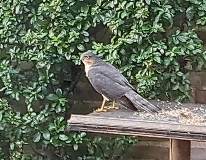 Havik op een voederplank, omgeven door groene klimop op een bakstenen muur.