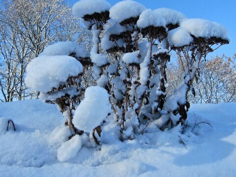 Sneeuw bedekt dode plantenstelen, met bomen op de achtergrond tegen een heldere blauwe lucht.