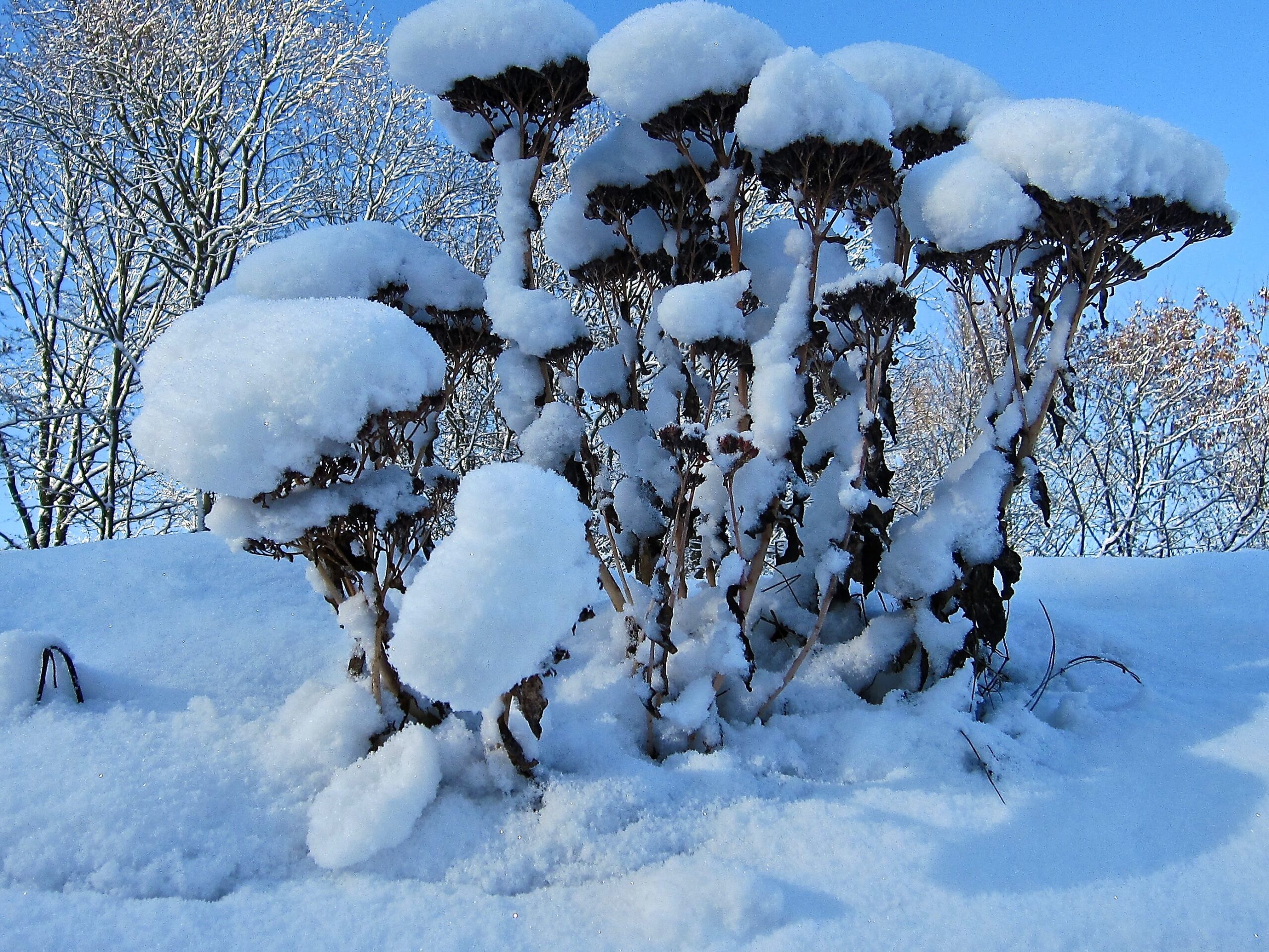 Sneeuw bedekt dode plantenstelen, met bomen op de achtergrond tegen een heldere blauwe lucht.