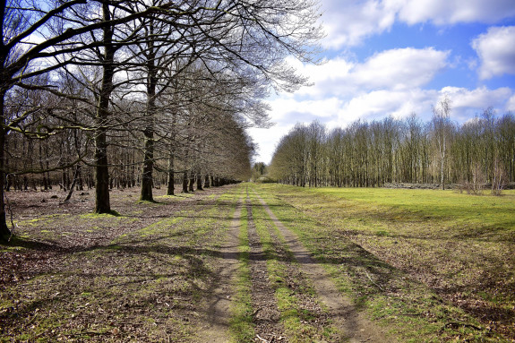 014 FElings Maashorst