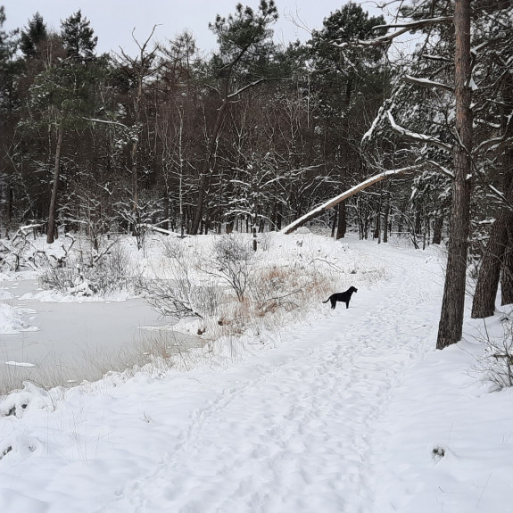 041 CWijnen poeltje Weversweg winter
