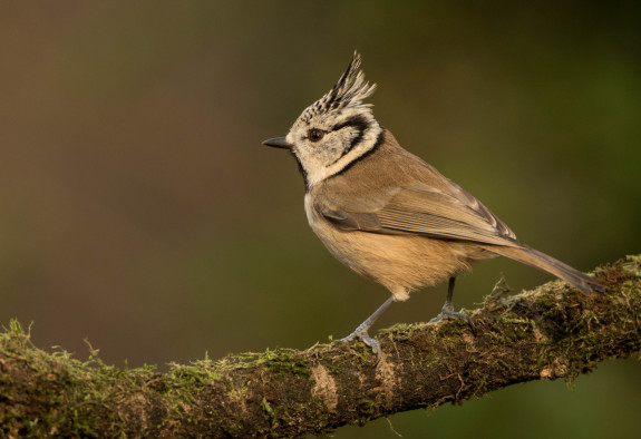 047 SvSchaik Kuifmees