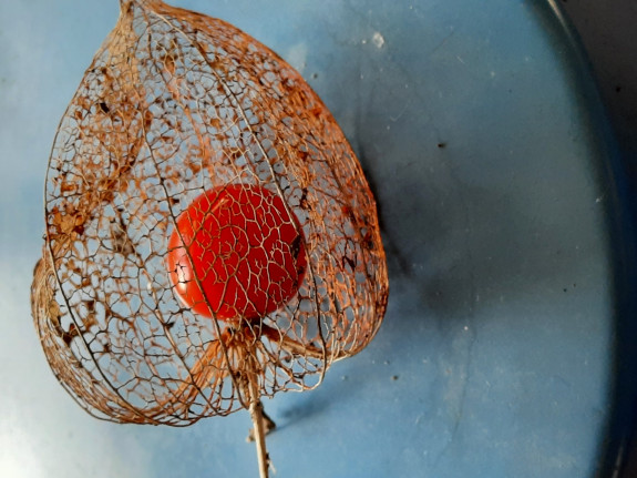 050 JvDoorn lampionplant