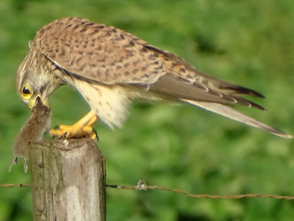 078 AvEggelen Etende torenvalk 2