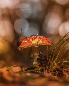 080_mbakker_paddenstoel_maashorst