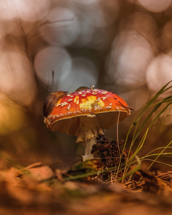 080_MBakker Paddenstoel Maashorst