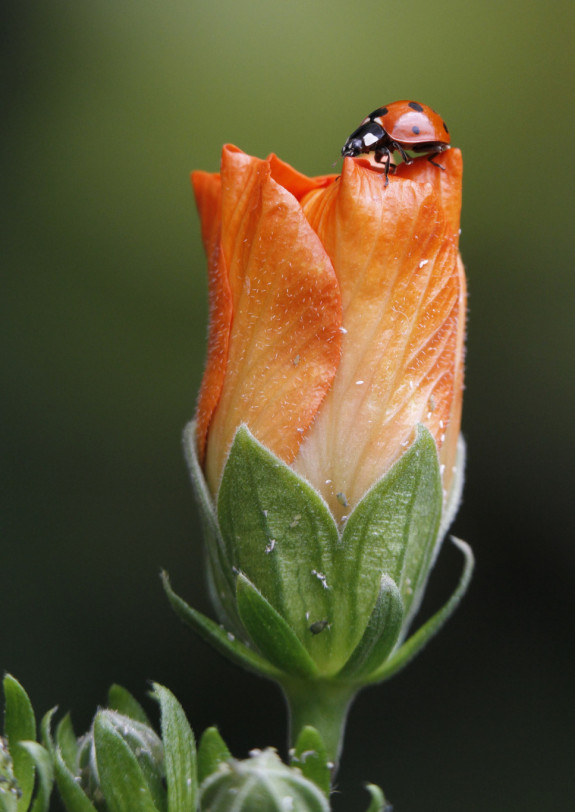 094 CKoenen Lieveheersbeestje