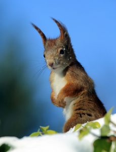 097_pwouters_eekhoorn