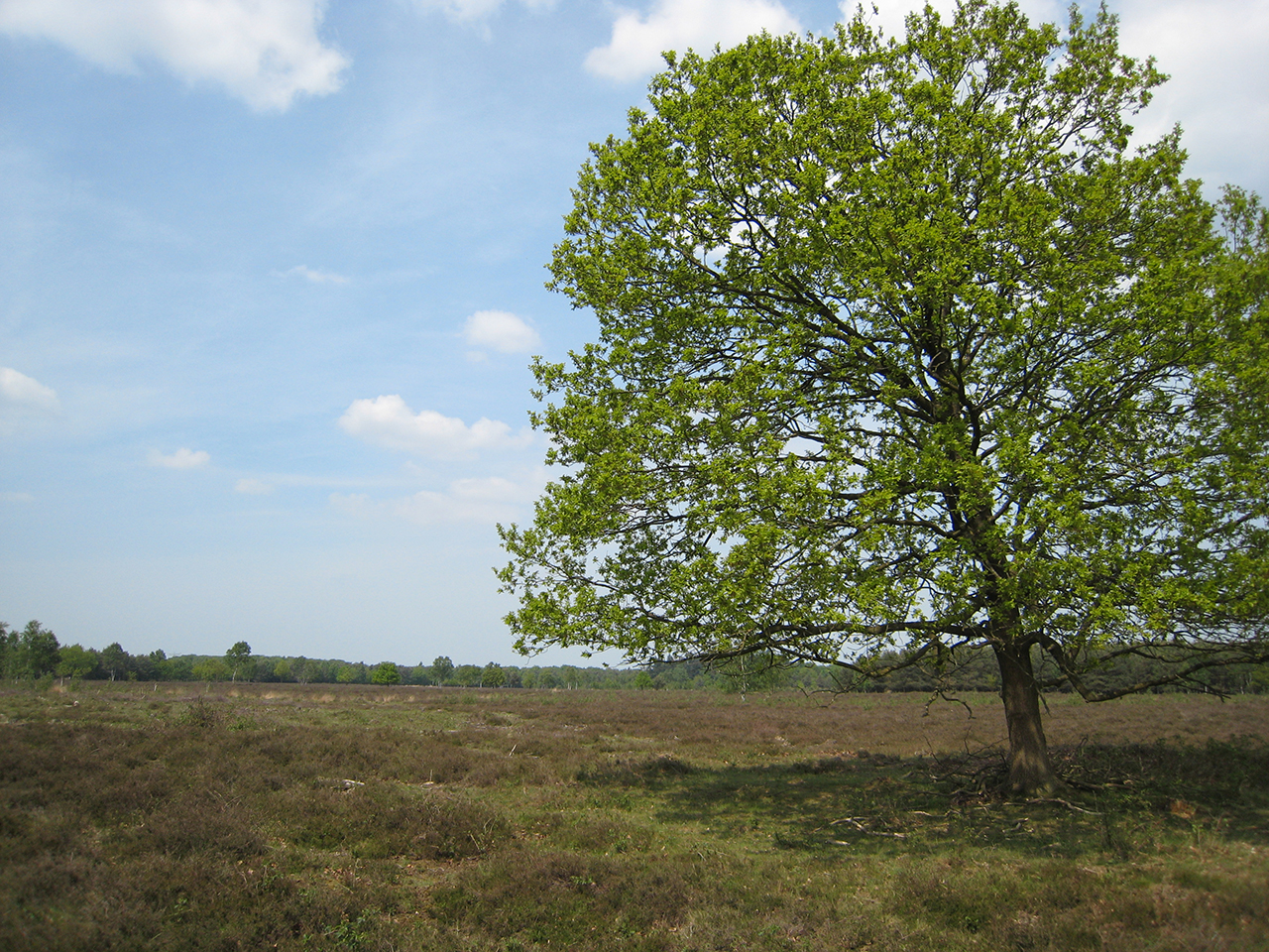 5 ommetjes rond Uden