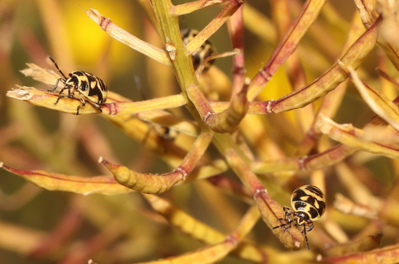 115 PvBreugel nimfen Koolschildwants
