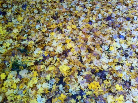 Publiekswandeling: Volop herfst