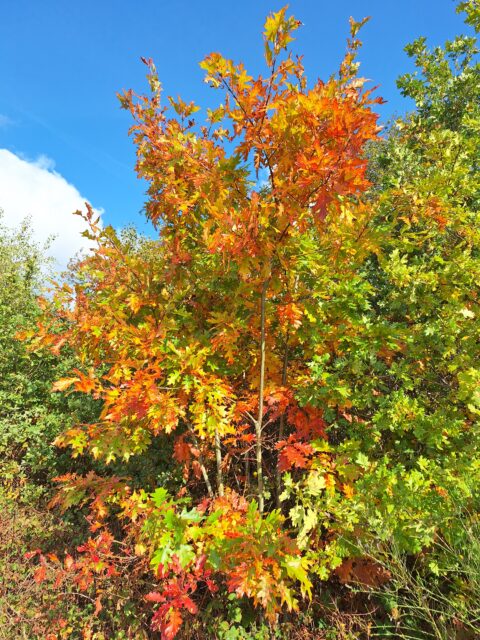 Bomen met kleurrijke herfstbladeren in rood, oranje en groen tegen een blauwe lucht.