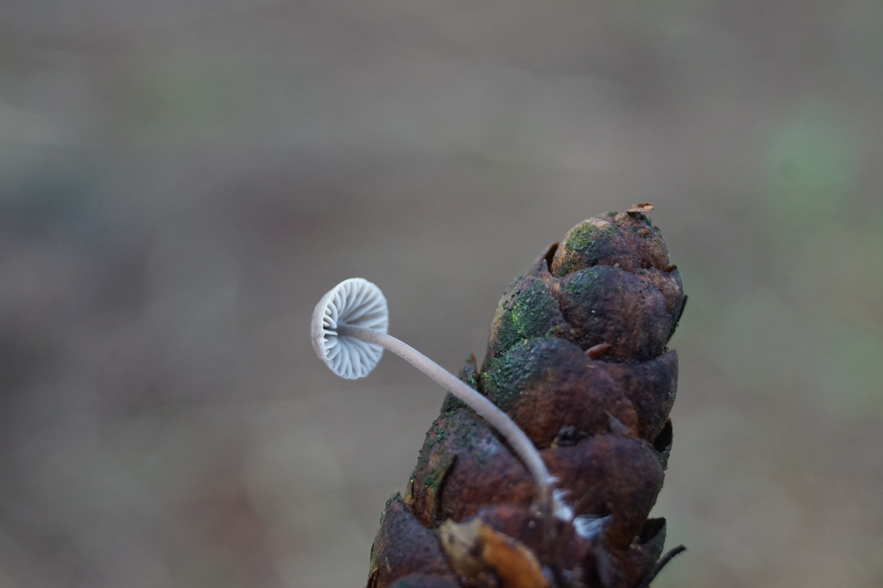 IVN Uden - Paddenstoelenwandeling 2021