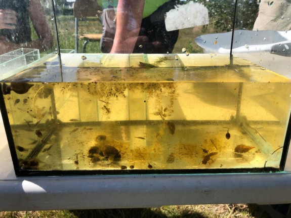 IVN Uden - Slootjesdag 2021