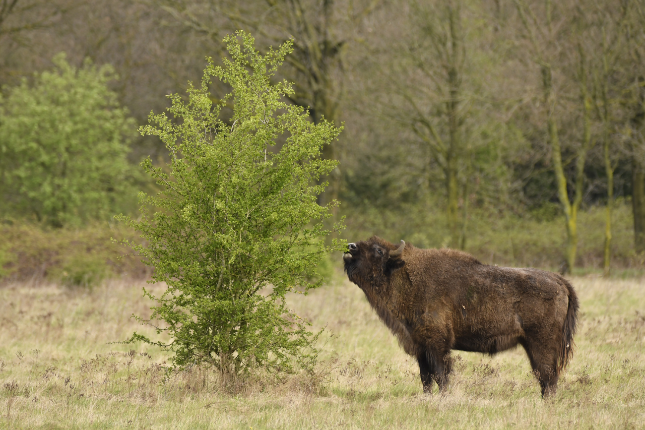Natuurcentrum De Maashorst hervat wisentexcursies!