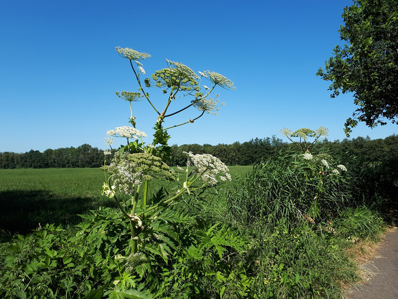 Oppassen voor de reuzenbereklauw