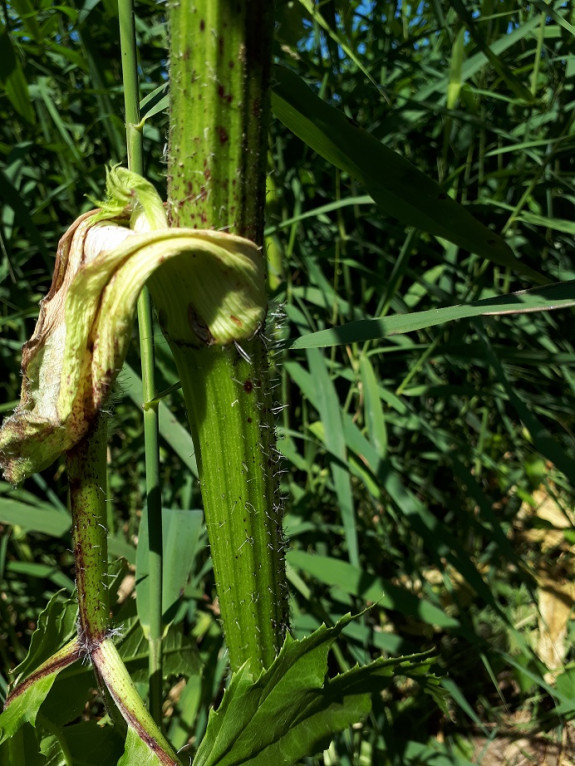 IVN Uden - Reuzenberenklauw