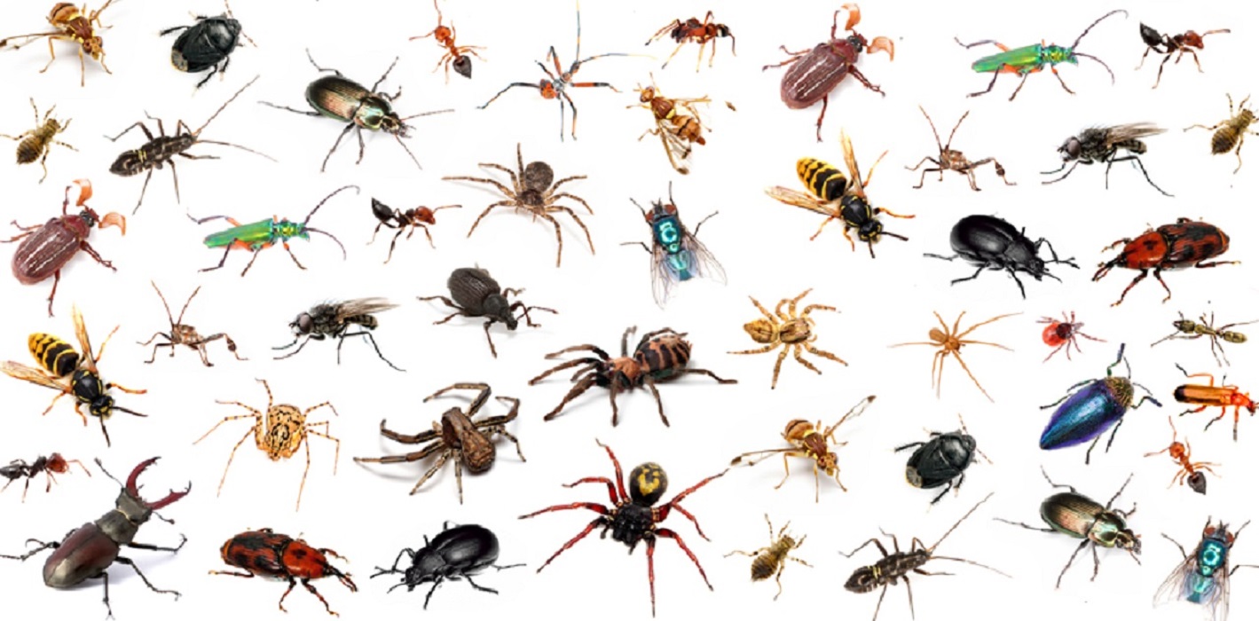 Lezing: Insecten