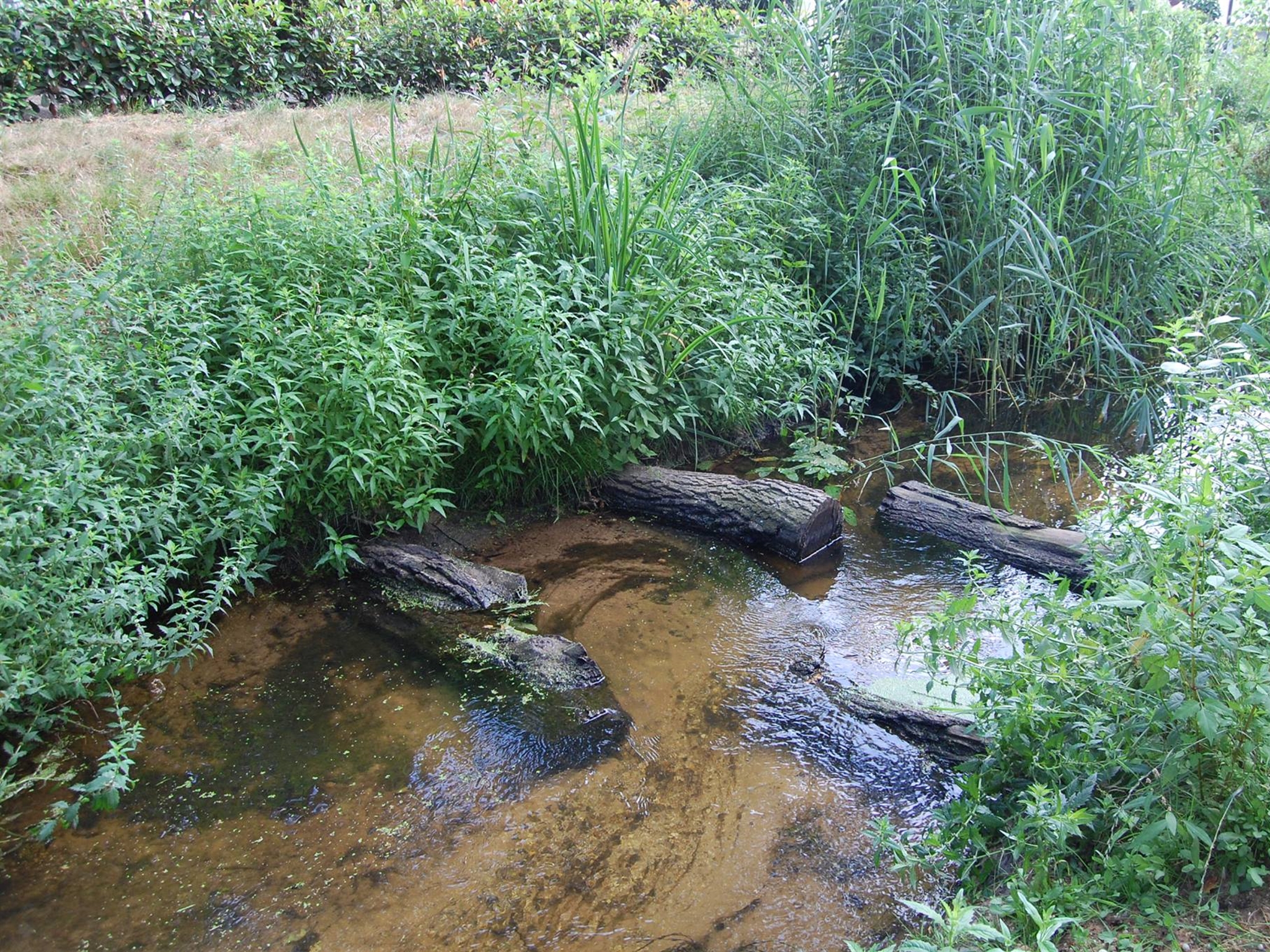 Kleine beek met helder water, omringd door groene planten en omgevallen boomstammen.