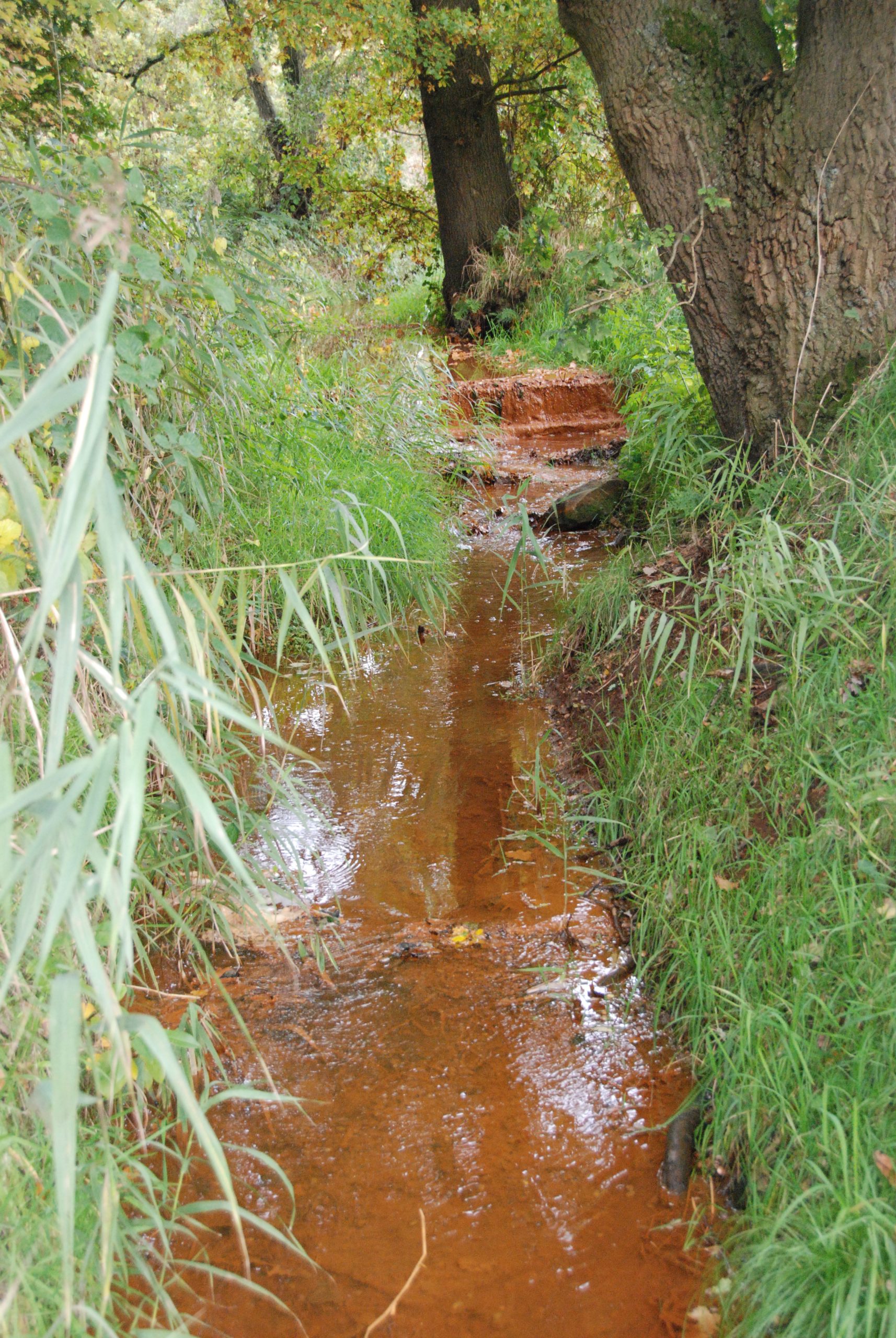Een smal beekje met roestbruin water stroomt tussen groene vegetatie en bomen.
