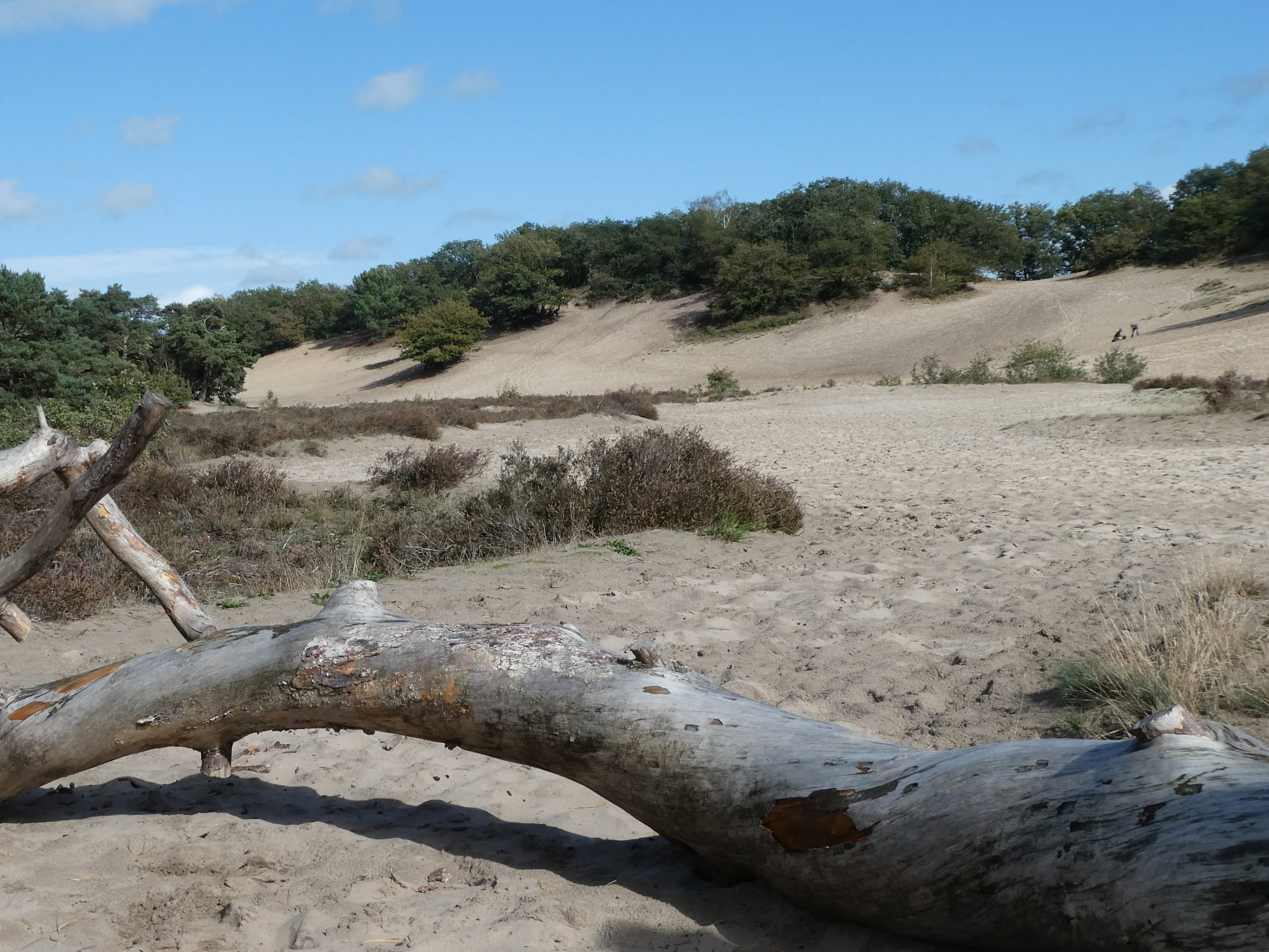 Zandduinen met begroeiing en een grote omgevallen boomstam onder een blauwe hemel.