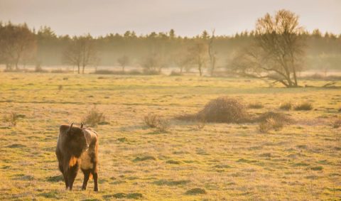 Een wisent graast op een veld bij zonsopgang met bomen op de achtergrond.