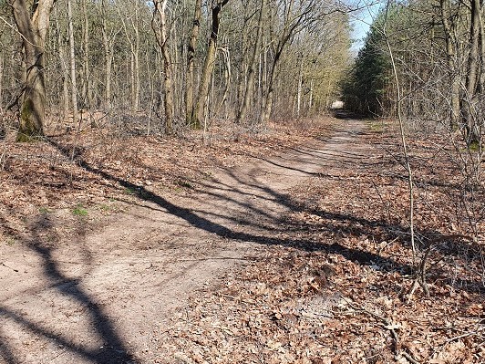 Bospaadje omringd door kale bomen met een bed van herfstbladeren.