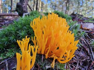 Kleverig koraalzwammetje