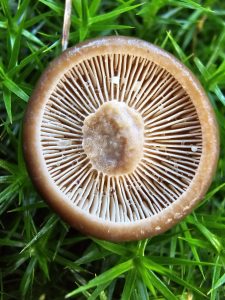 Leverkleurig melkzwammetje