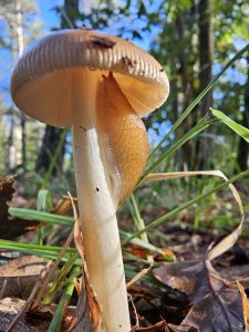 Roodbruine slanke Amamniet