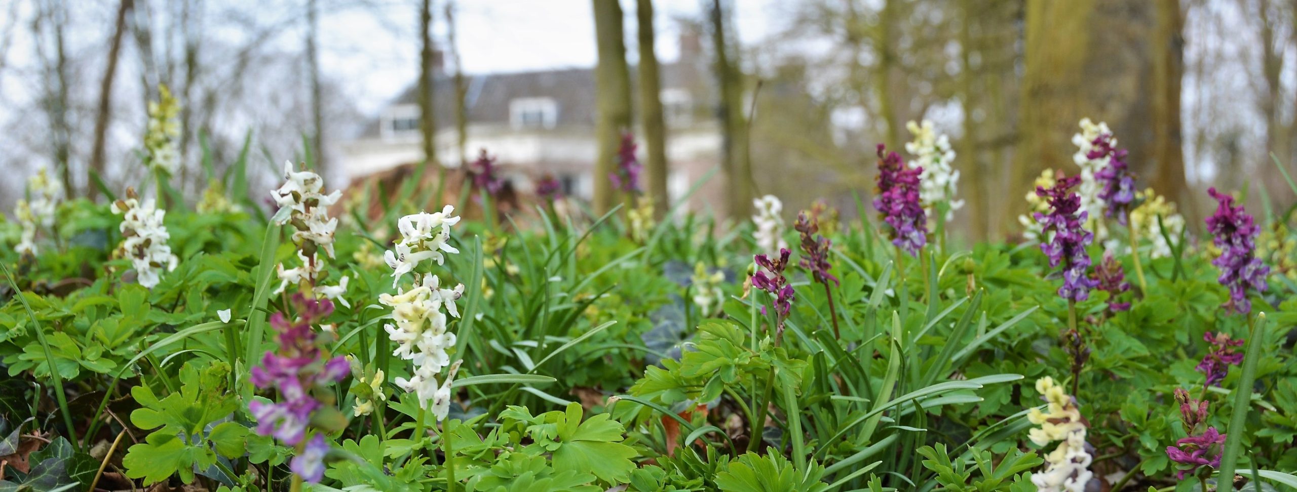 Wilde bloemen in bloei voor een vaag gebouw en kale bomen in de achtergrond.