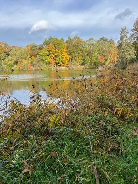 Herfstbos met kleurrijke bomen, riet en een meer onder een bewolkte hemel.