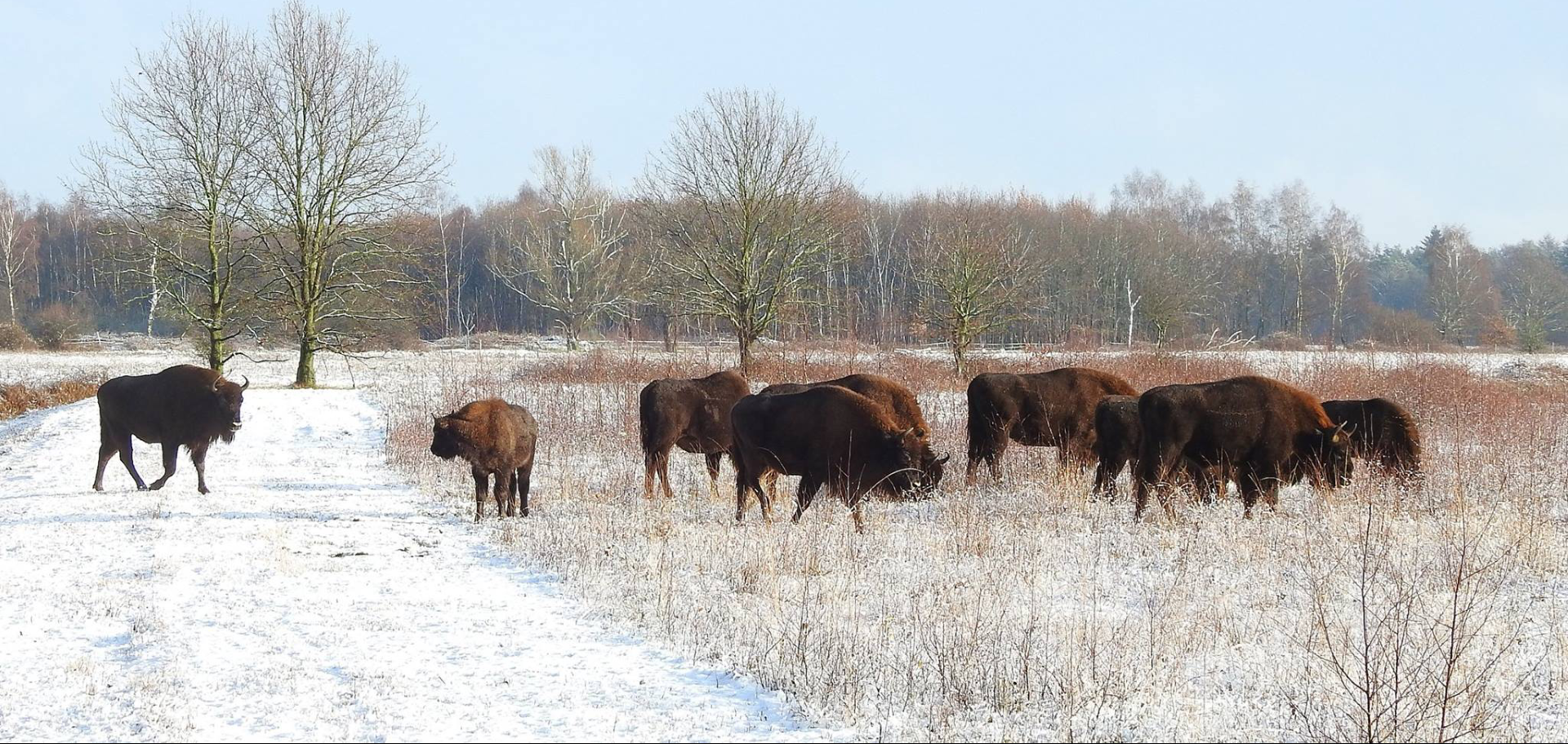 Wisent-groep graast in besneeuwd veld met kale bomen op de achtergrond.