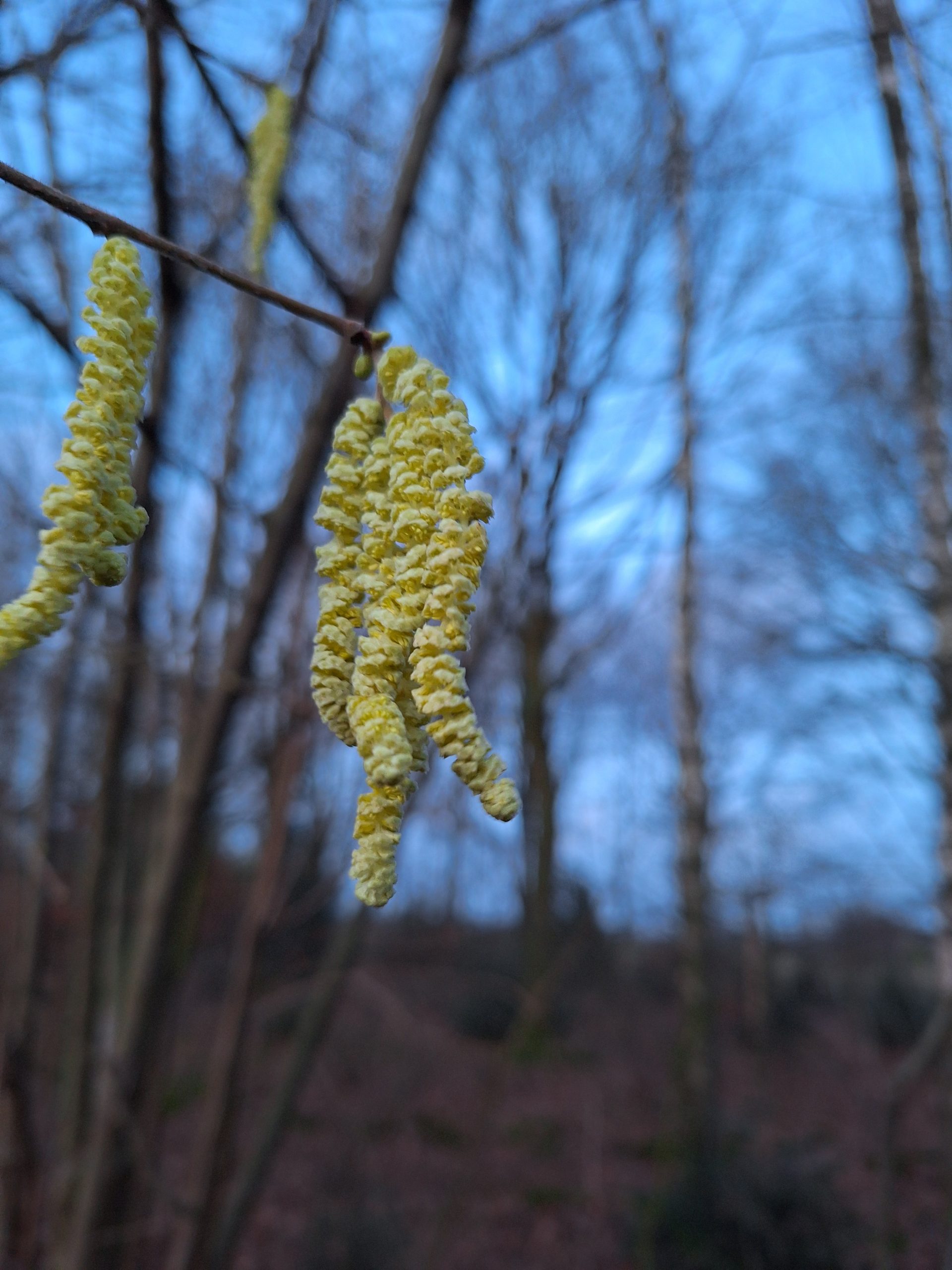 Gele katjes aan tak voor onscherpe achtergrond van kale bomen en blauwe lucht.